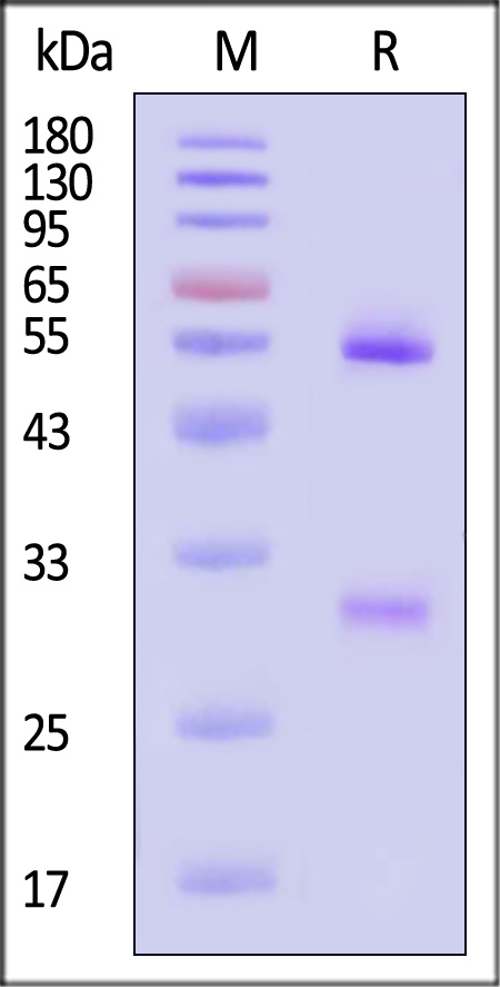 H3L (MPXV) SDS-PAGE