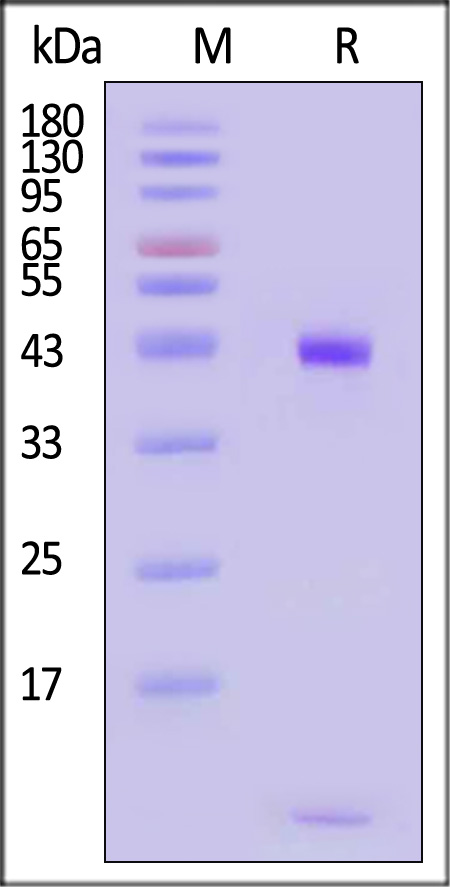 HL2-H82Er-sds