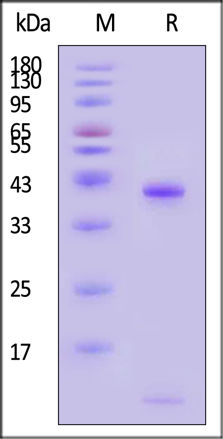 HLA-A*2402 & B2M & EBV EBNA3A (RYSIFFDYM) SDS-PAGE