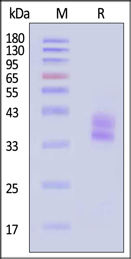 HLA-H82E7-sds