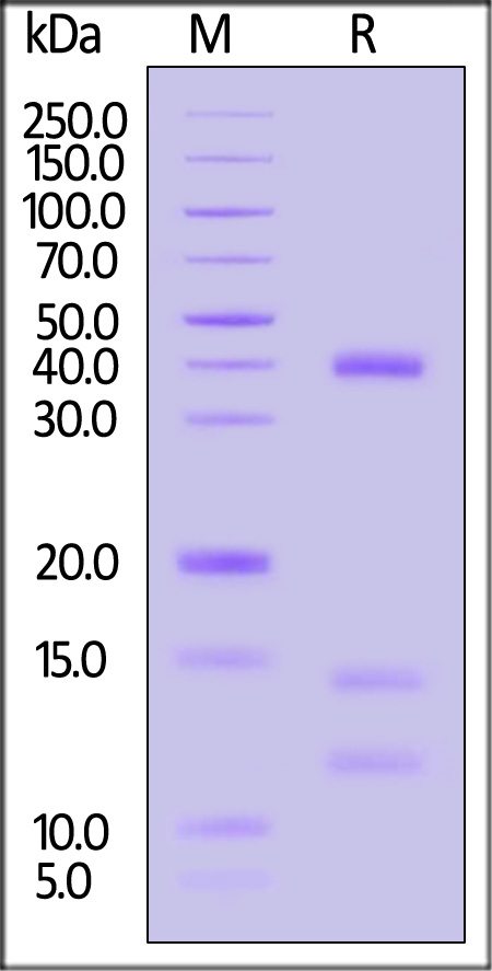 HLD-H52H8-sds