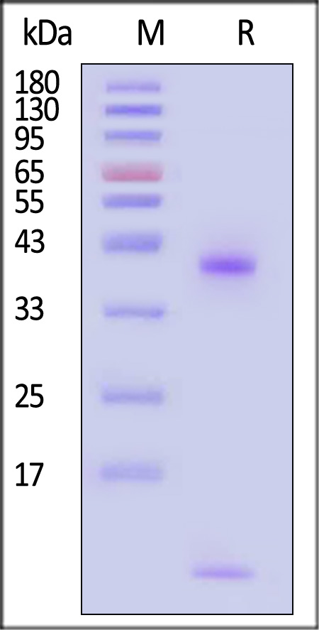 HLA-A*2402 & B2M & EBV BRLF1 (TYPVLEEMF) SDS-PAGE