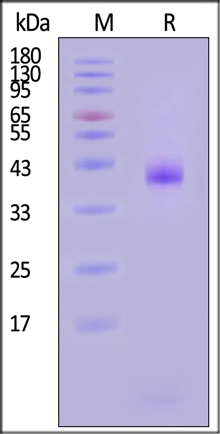 HLM-H82En-sds