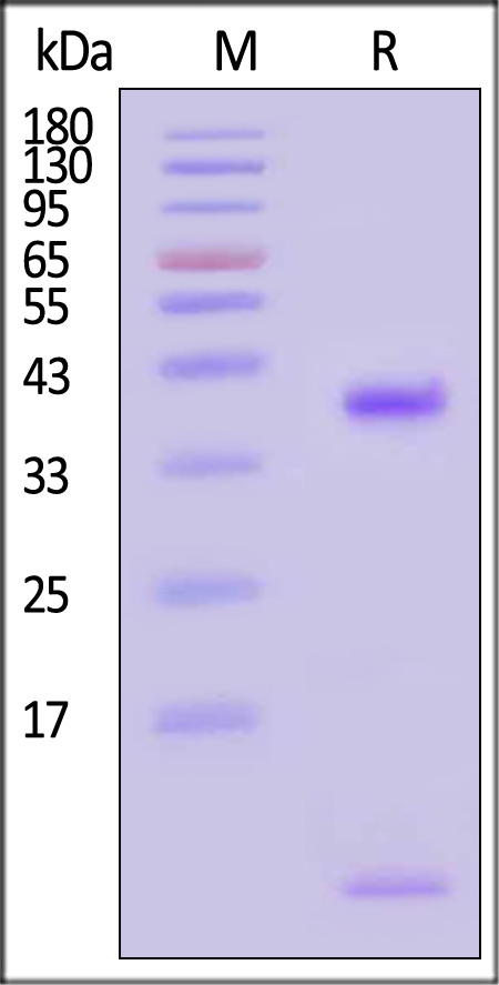 HLP-H82Eb-sds