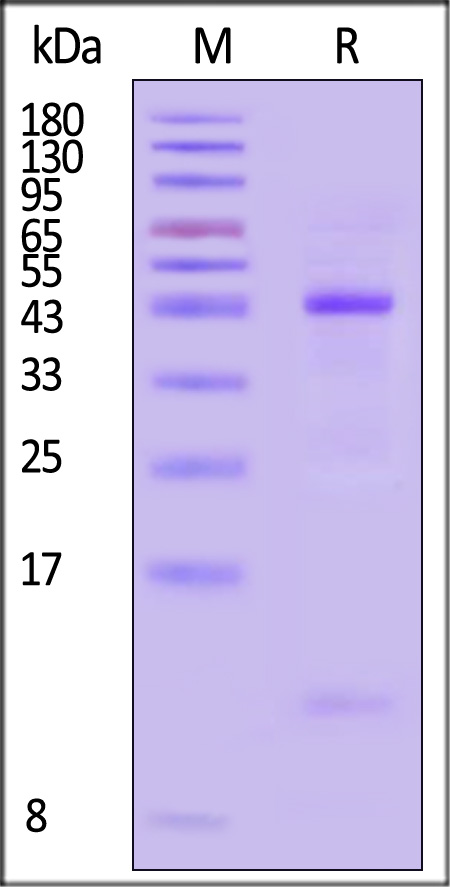 HLA-A*0301 & B2M & KRAS (VVVGAGGVGK) SDS-PAGE