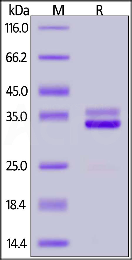 HMGB1 SDS-PAGE