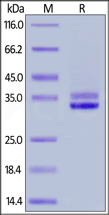 Mouse HMGB1, His Tag (Cat. No. HM1-M52H6) SDS-PAGE gel