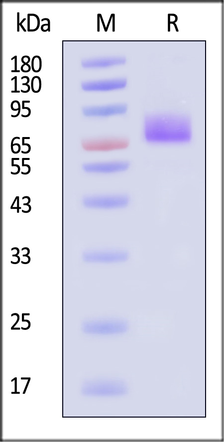 ICAM-1 SDS-PAGE