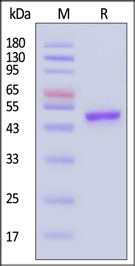 IFN-alpha 2a SDS-PAGE