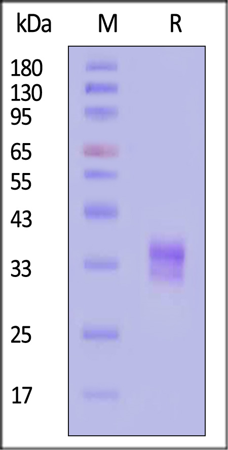 IGFBP-6 SDS-PAGE