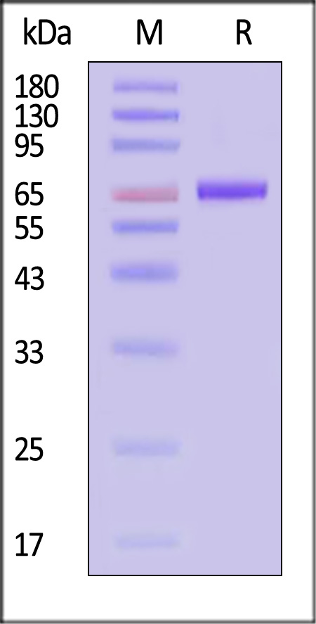 IGSF8 SDS-PAGE