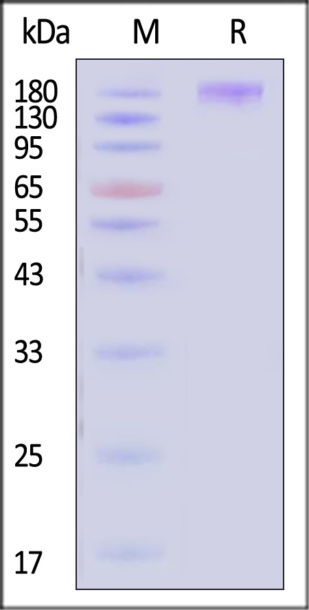 Integrin alpha 1 SDS-PAGE