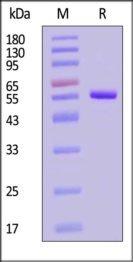 IRAK4 SDS-PAGE