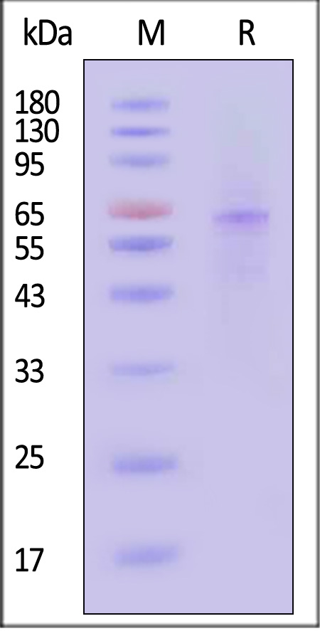 IRAK4 SDS-PAGE