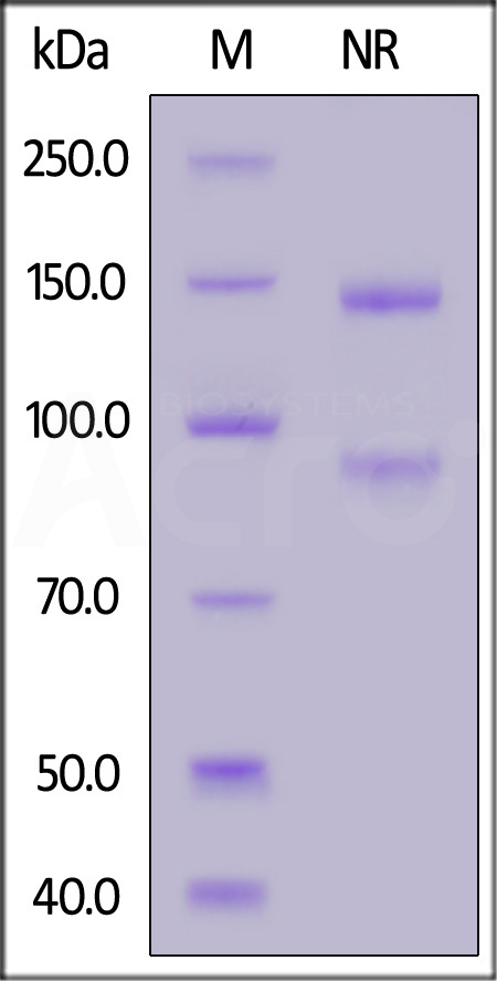 Integrin alpha L beta 2 SDS-PAGE