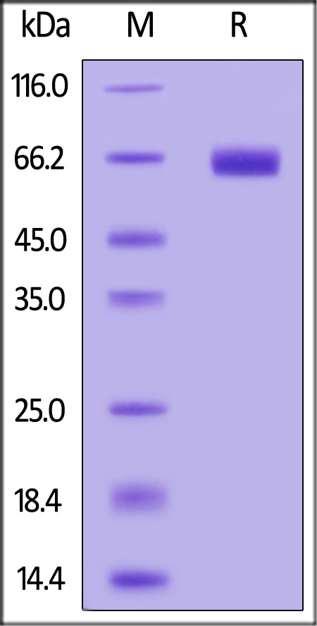 KIR2DL1 SDS-PAGE