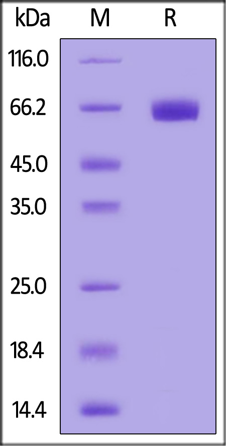 KI2-H5255-sds