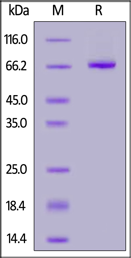 KIR3DL3 SDS-PAGE