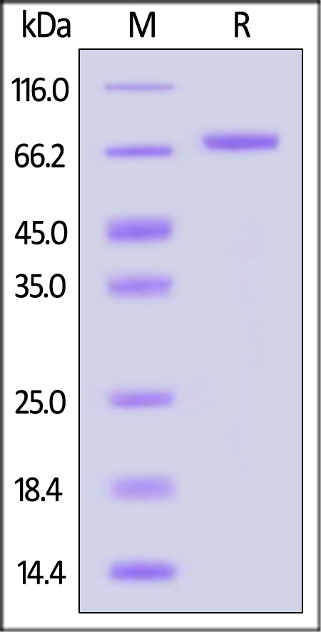 KIR3DL3 SDS-PAGE