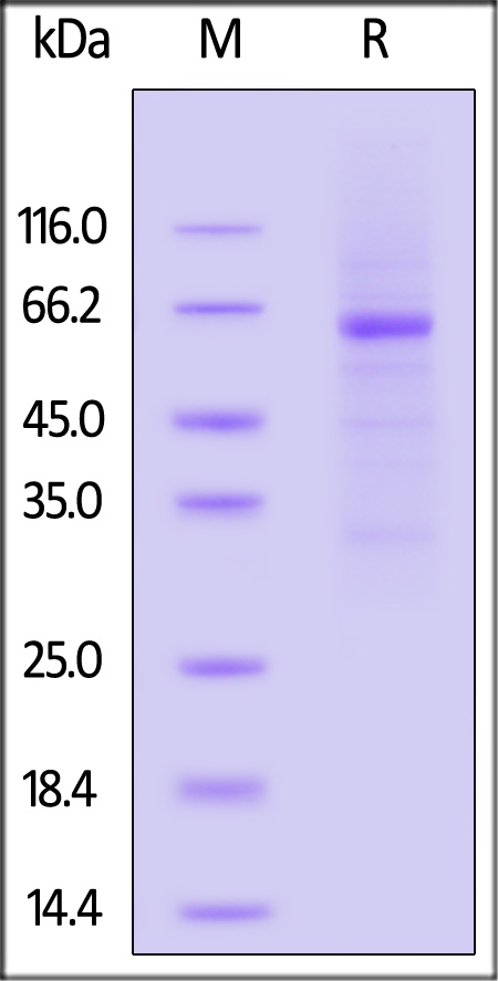 KI4-H5255-sds