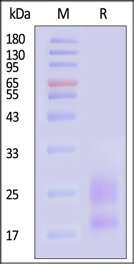 KL1-C5243-sds