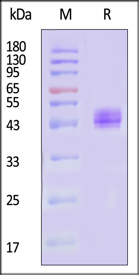 KLRG1 SDS-PAGE