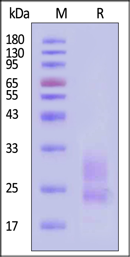 KLRG1 SDS-PAGE