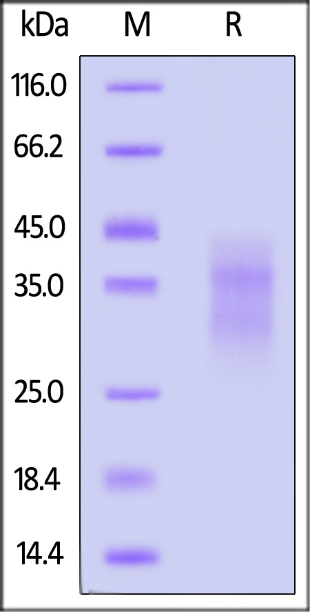 KLRG1 SDS-PAGE