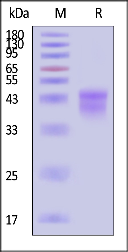 Kallikrein 1 SDS-PAGE