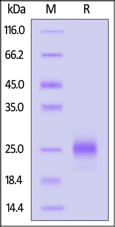 KLRG1 SDS-PAGE