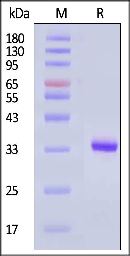 Kallikrein 3 SDS-PAGE