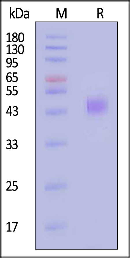 KR2-H52H3-sds