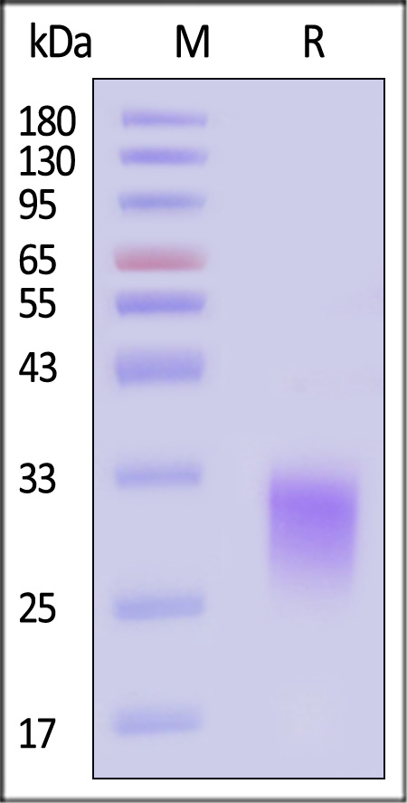 KREMEN2 SDS-PAGE