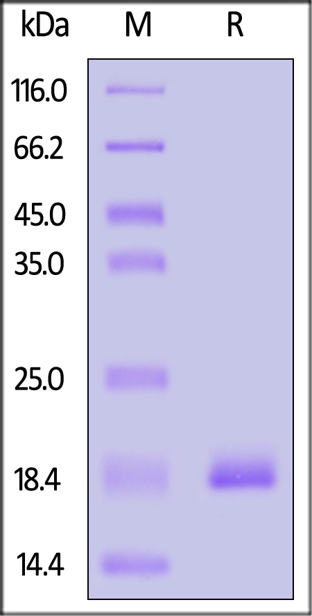 L1R SDS-PAGE