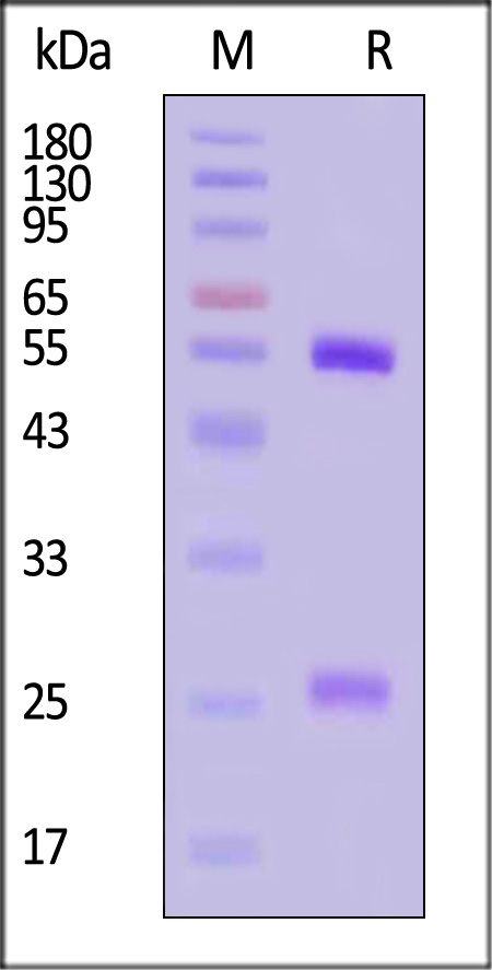 L1R (MPXV) SDS-PAGE