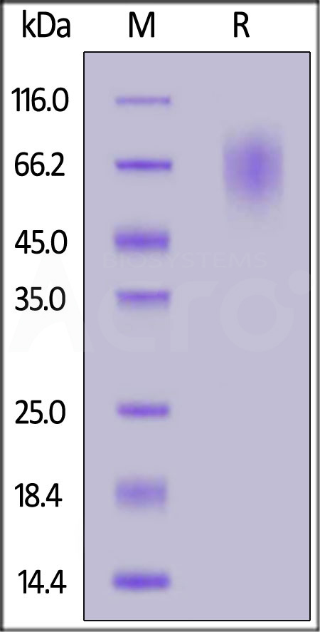 LAMP1 SDS-PAGE