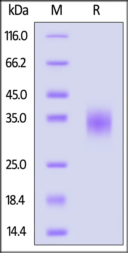 Human LAMP5, His Tag (Cat. No. LA5-H52H9) SDS-PAGE gel