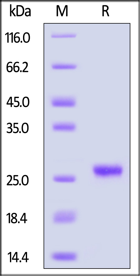 Lipocalin-2 SDS-PAGE