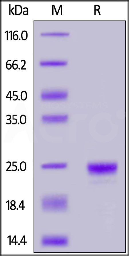 LC2-H5222-sds