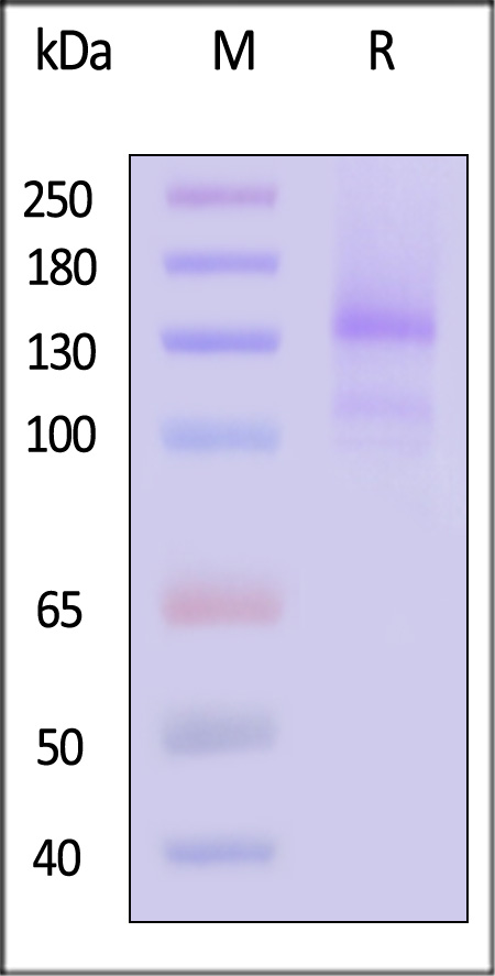 LDL R SDS-PAGE