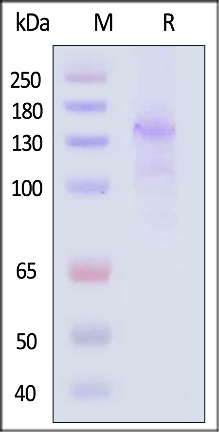 LDL R SDS-PAGE