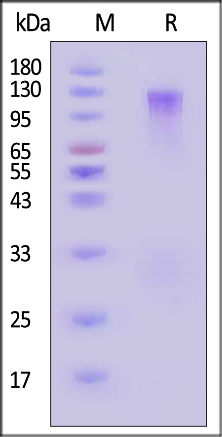 LDL R SDS-PAGE