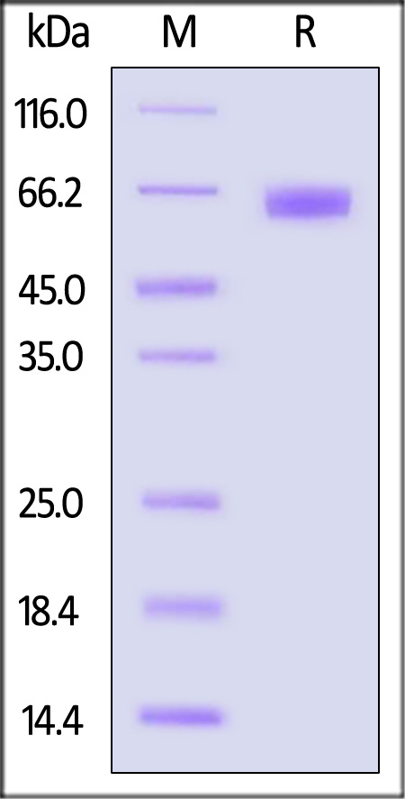 LI4-H52H5-sds