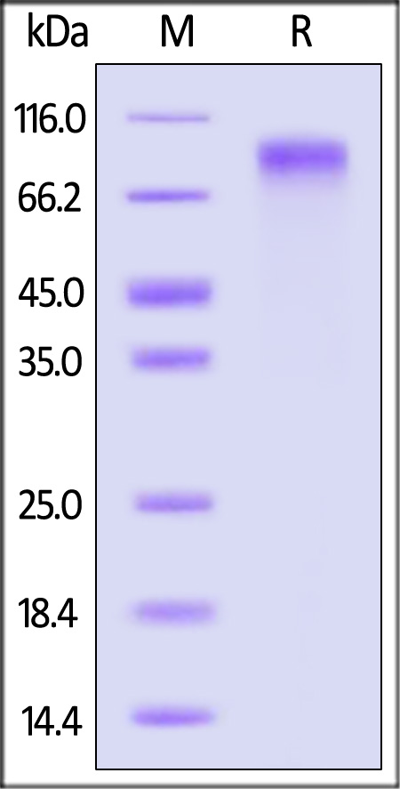 LRP-1 SDS-PAGE