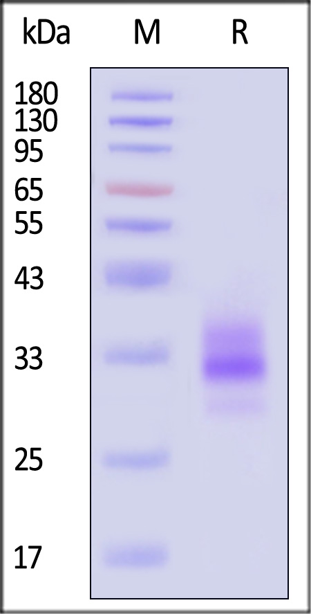 LTR-C52H3-sds