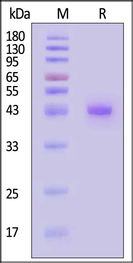 LY1-H5254-sds