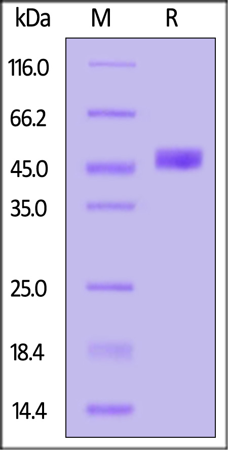 LYPD1 SDS-PAGE