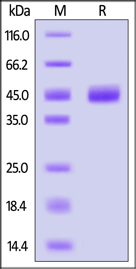 LYPD1 SDS-PAGE