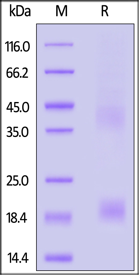 LY1-H82E6-sds