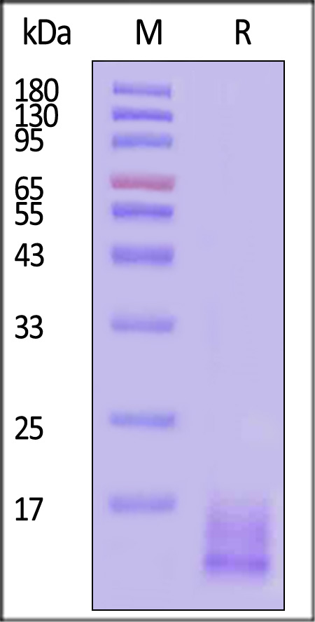 LY6G6D SDS-PAGE